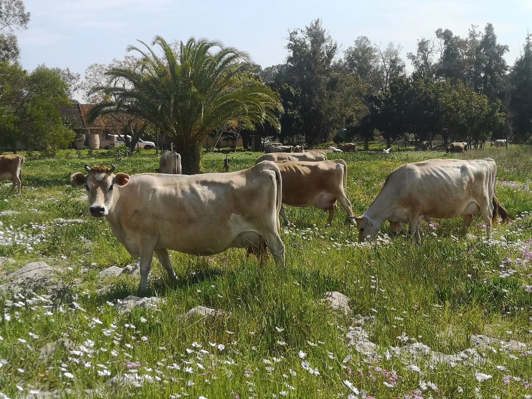 Jersey cows grazing in an open Camphill pasture full of white spring flowers, with farm buildings among the trees behind them.
