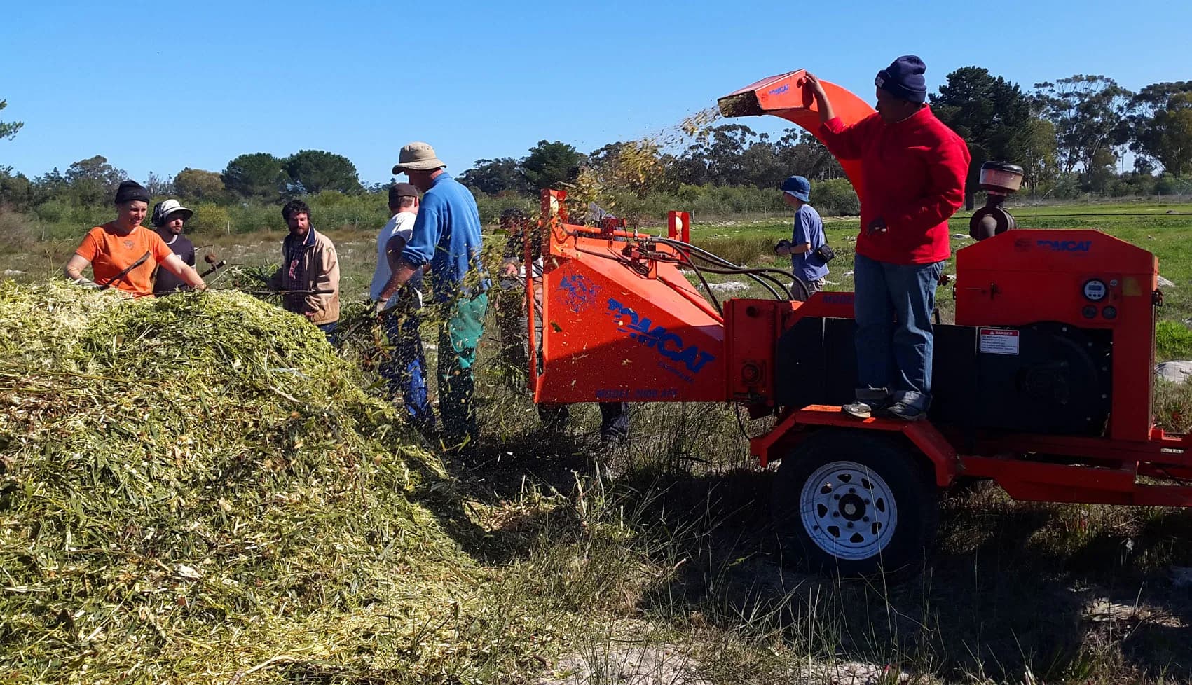 The clearing team feeding cut branches into an orange wood chipper, with a growing mound of green chips beside them.