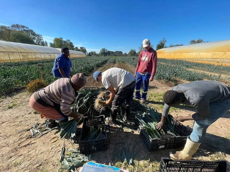 Residents and the garden team harvesting leeks together in the field at Camphill Village.