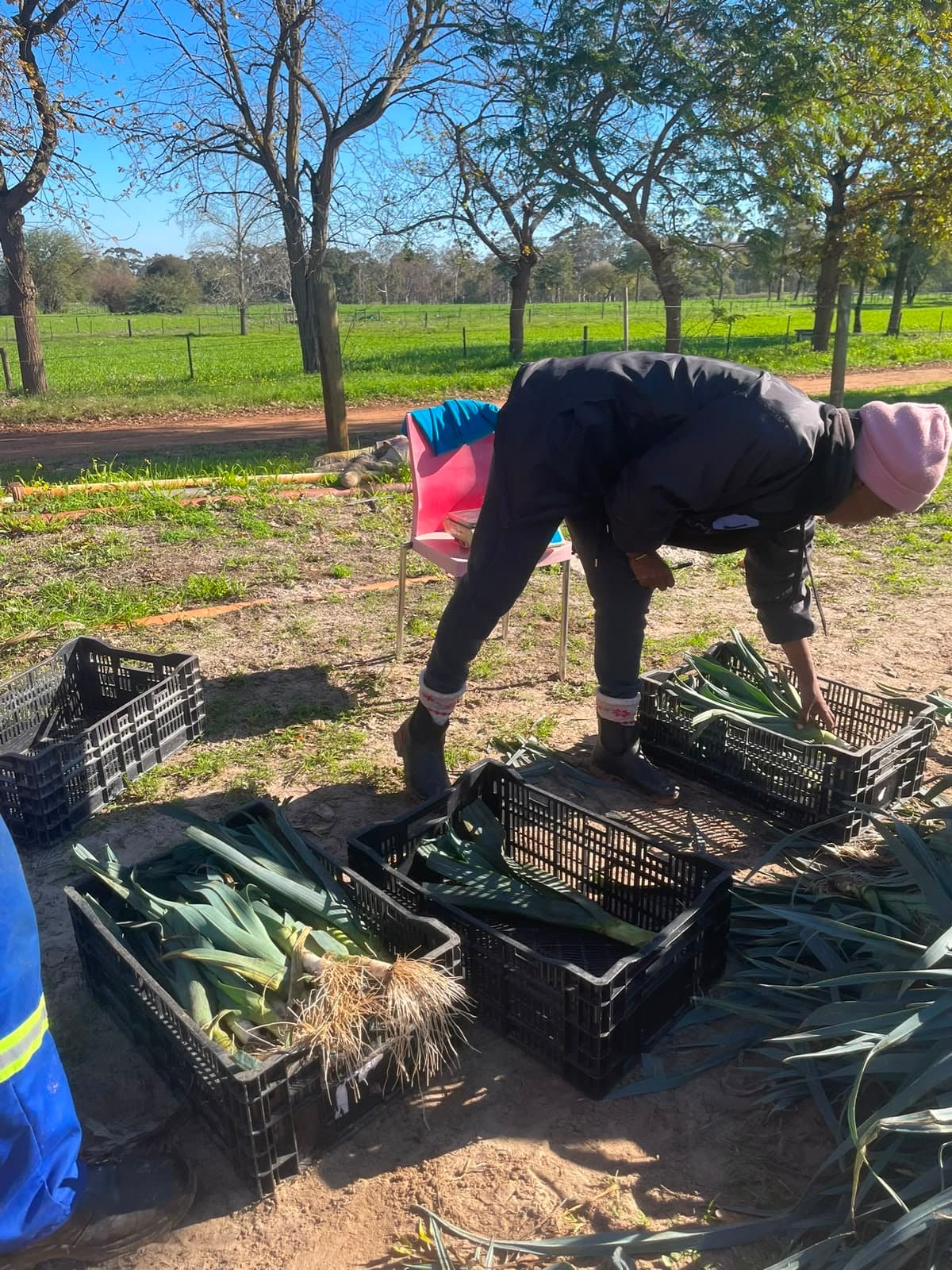 crates of leeks in the garden