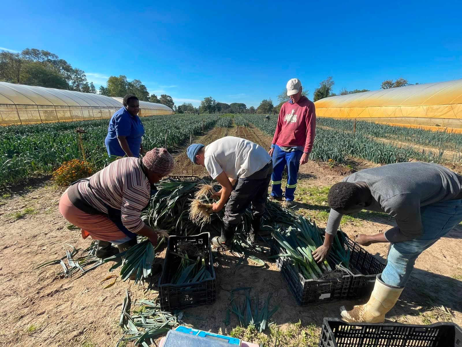 Our garden team hard at work, on our leek growing project