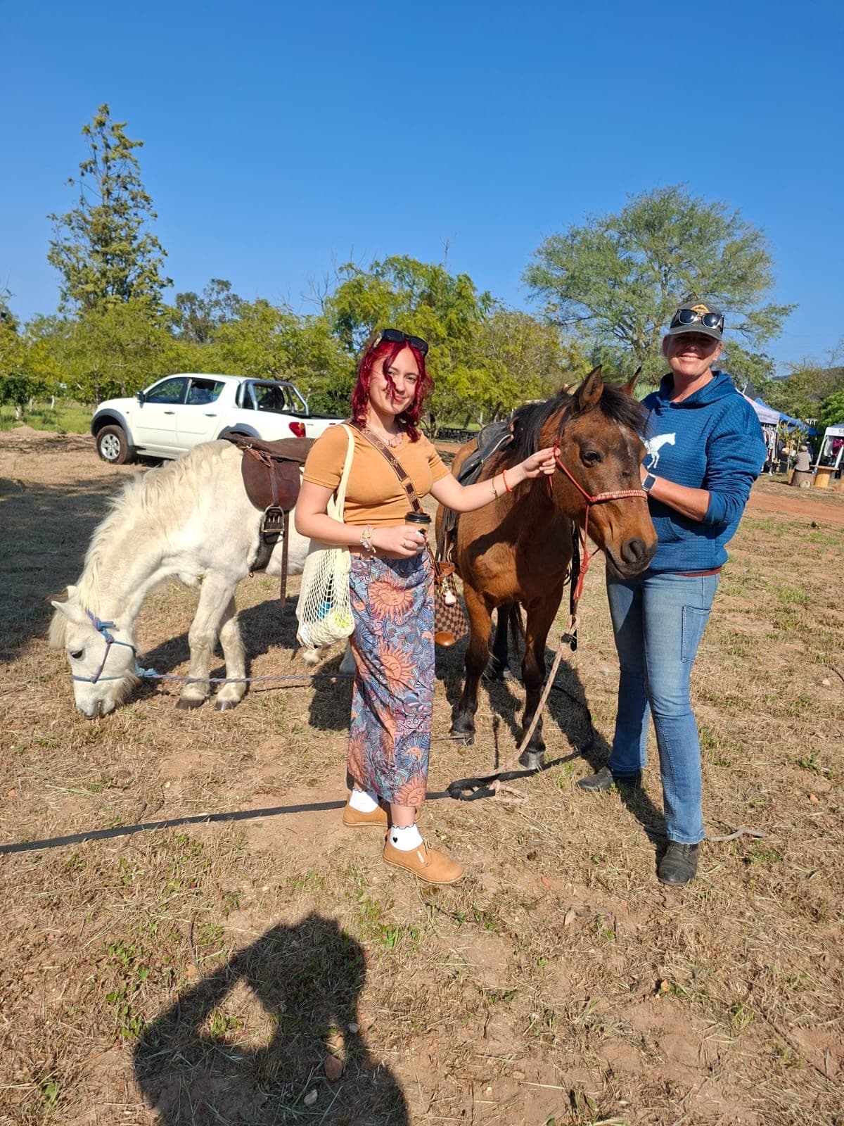 horses in the sun