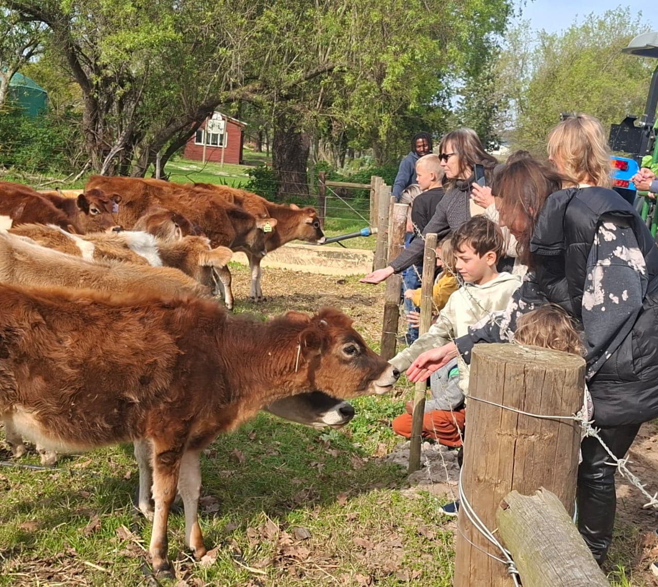 People Feeding the Cows