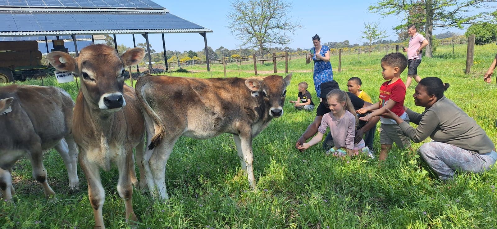 cows