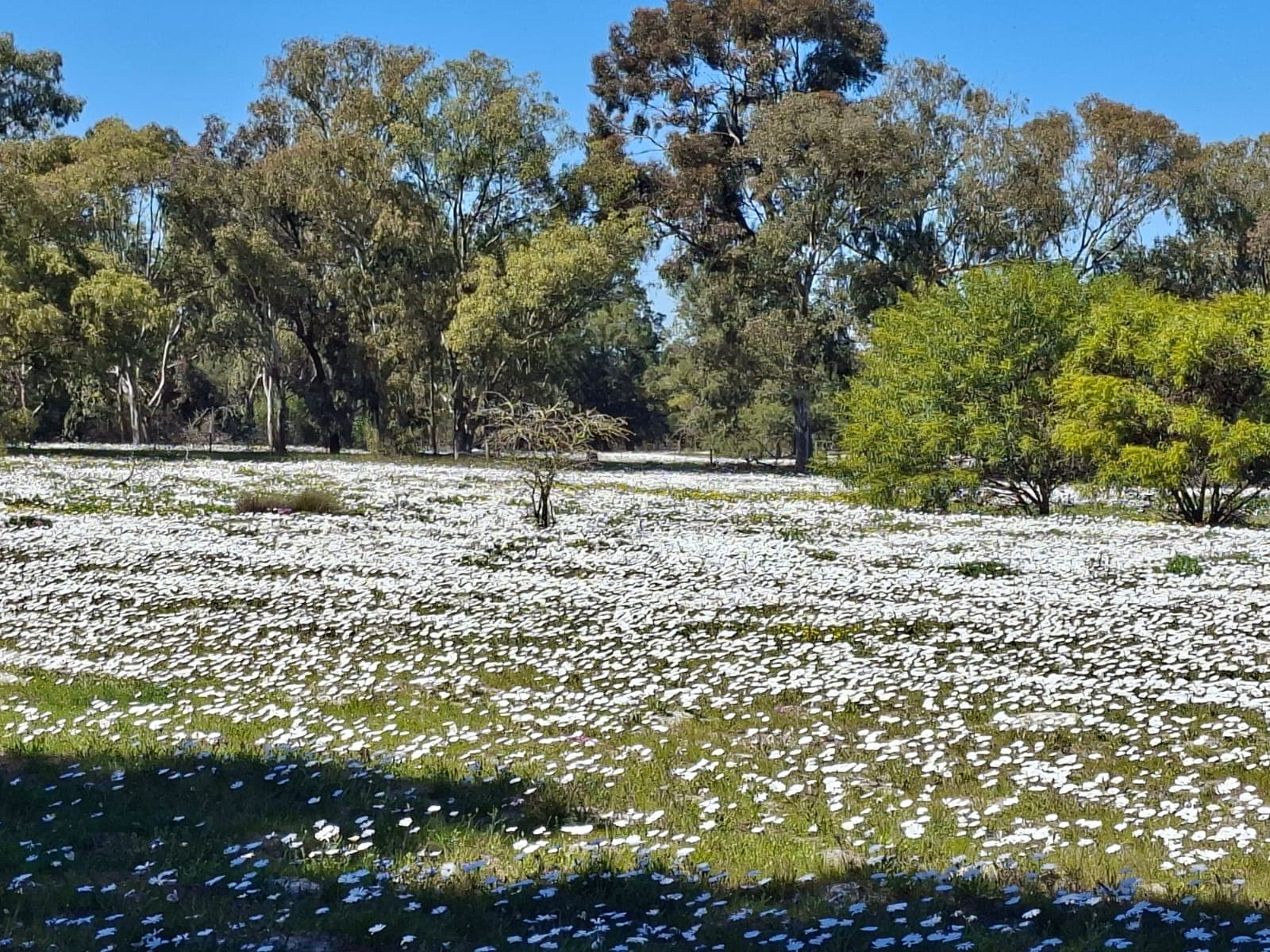field of spring flowers