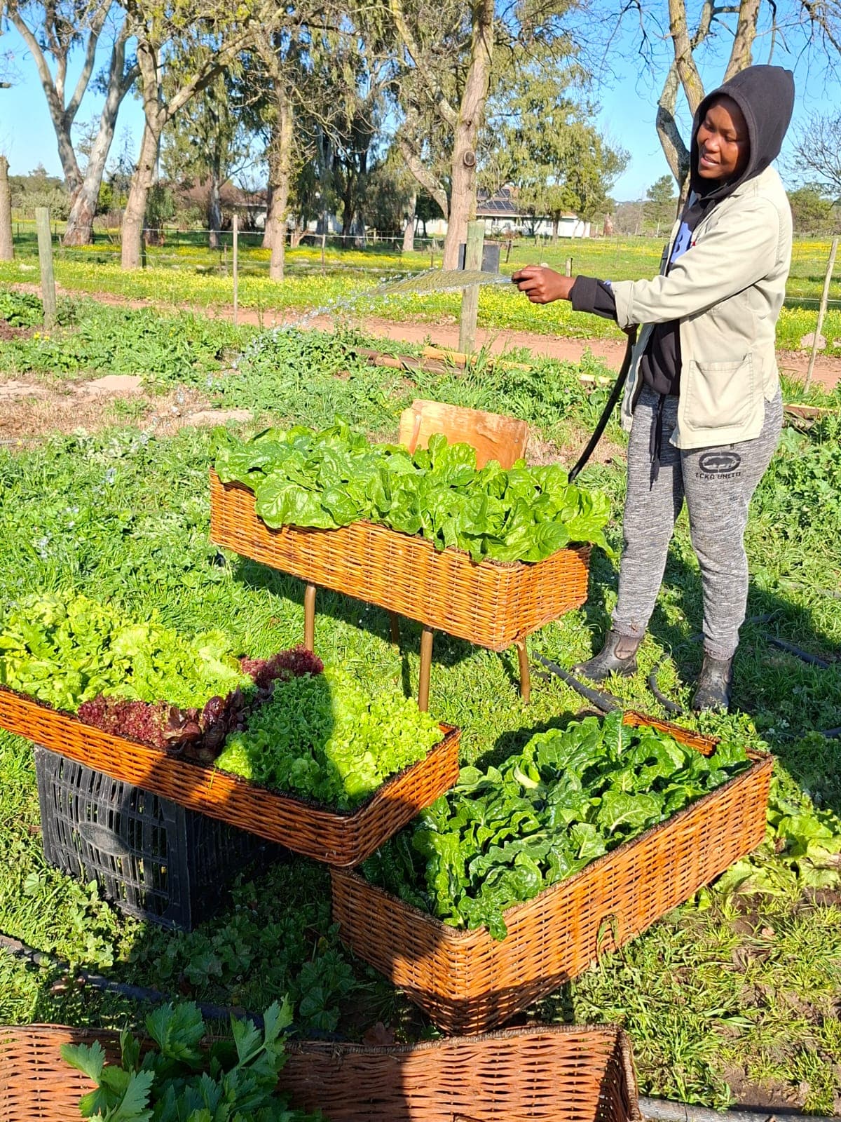 crates of spinach