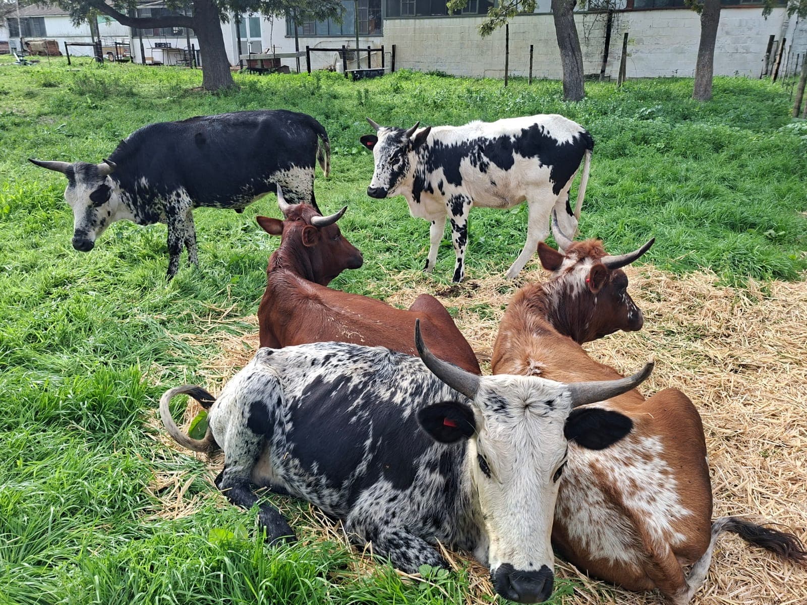 cows in field